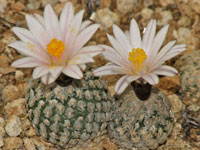 Turbinicarpus valdezianus var. albiflorus