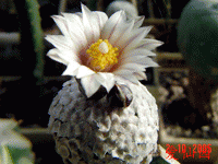 Turbinicarpus valdezianus var. albiflorus