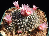 Turbinicarpus x mombergeri