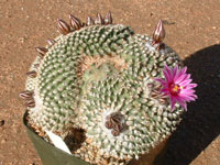 Turbinicarpus x pulcherrimus f. cristata