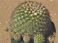 Turbinicarpus ysabelae