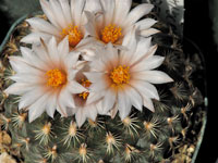 Turbinicarpus ysabelae