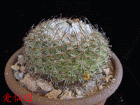 Turbinicarpus ysabelae