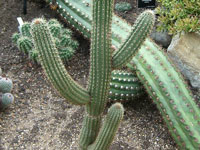 Weberbauerocereus longicomus