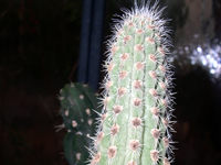 Weberbauerocereus longicomus